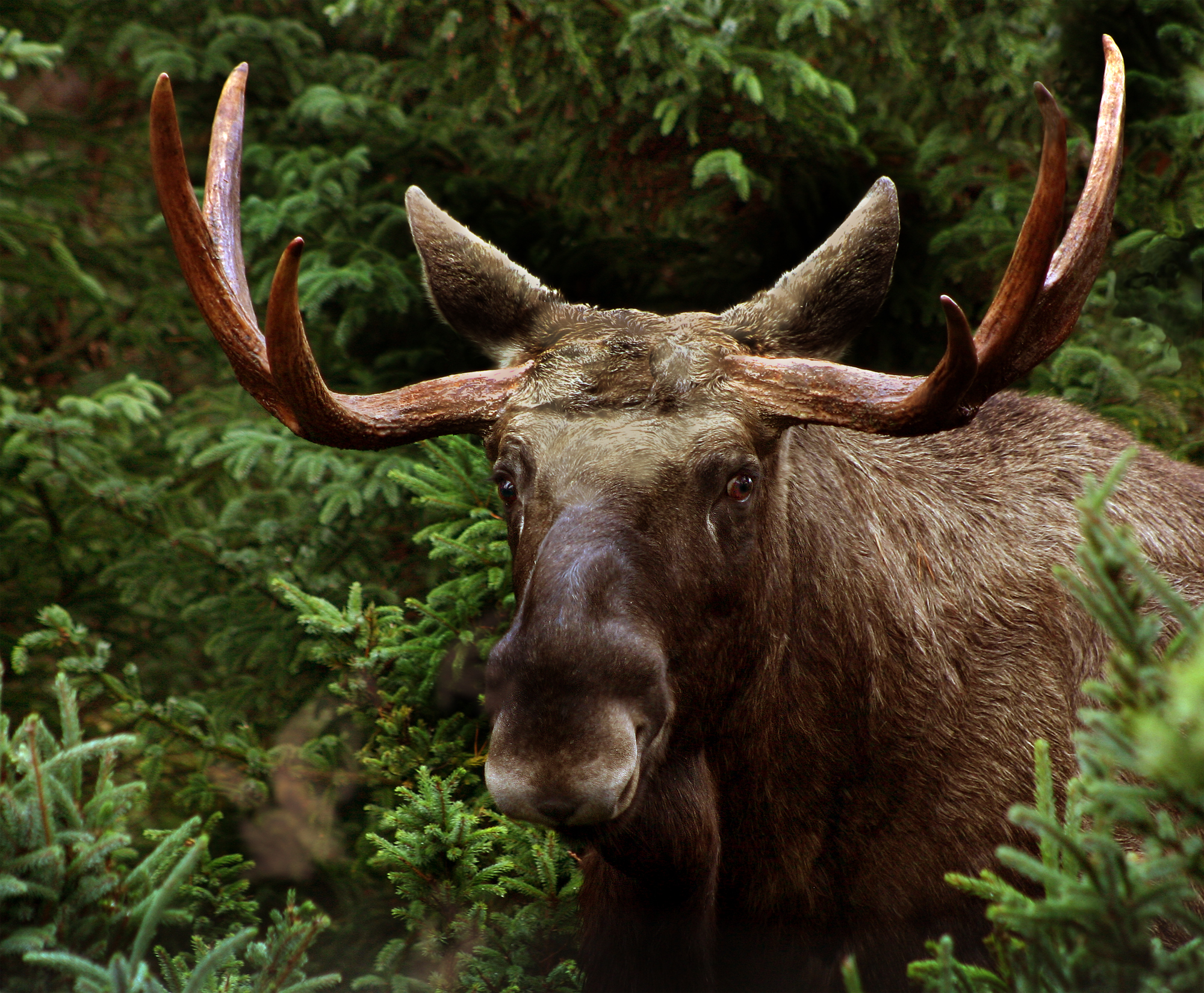 The Moose – Elusive King of the Scandinavian Forests – Stiklestad Pilgrim  Center